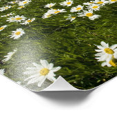 VS, Montana, Wild Daisy blooming in weide door Foto Afdruk (Hoek)