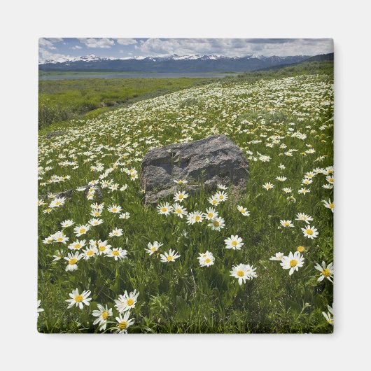 VS, Montana, Wild Daisy blooming in weide door Magneet (Voorkant)