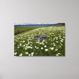 VS, Montana, Wilde madelief bloeit in weide bij Canvas Afdruk