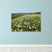 VS, Montana, Wilde madelief bloeit in weide bij Canvas Afdruk (Insitu (Houten vloer))