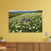 VS, Montana, Wilde madelief bloeit in weide bij Canvas Afdruk (Insitu (Woonkamer))