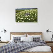 VS, Montana, Wilde madelief bloeit in weide bij Canvas Afdruk (Insitu (Slaapkamer))