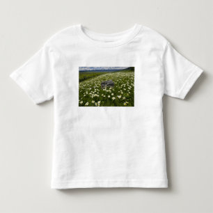 VS, Montana, Wilde madelief bloeit in weide bij Kinder Shirts
