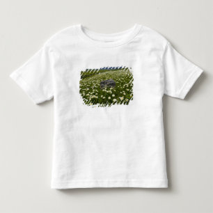 VS, Montana, Wilde madelief bloeit in weide bij Kinder Shirts