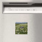 VS, Montana, Wilde madelief bloeit in weide bij Magneet (Insitu (Vaatwasser))