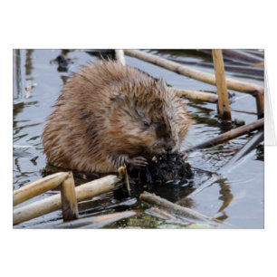 VS, Nebraska. Bever