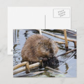 VS, Nebraska. Bever Briefkaart (Voorkant / Achterkant)