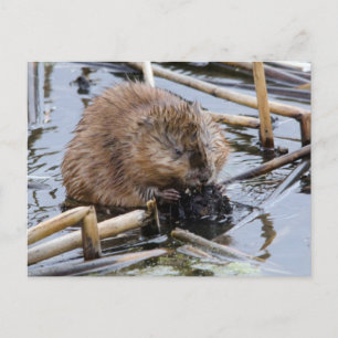 VS, Nebraska. Bever Briefkaart