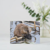 VS, Nebraska. Bever Briefkaart (Staand voorkant)