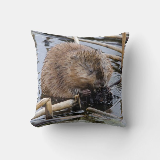 VS, Nebraska. Bever Kussen (Voorkant)