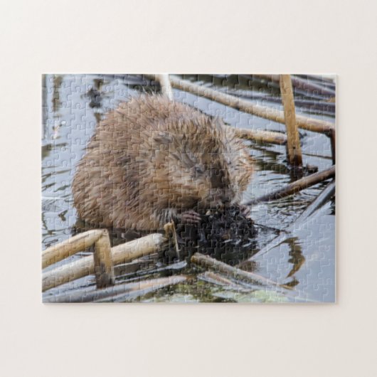 VS, Nebraska. Bever Legpuzzel (Horizontaal)