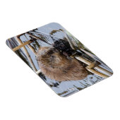 VS, Nebraska. Bever Magneet (Rechterzijde)