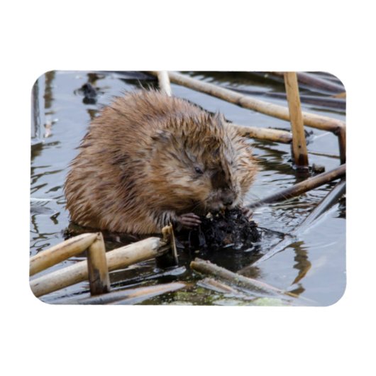 VS, Nebraska. Bever Magneet (Horizontaal)