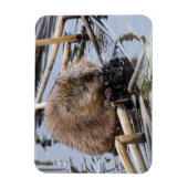 VS, Nebraska. Bever Magneet (Verticaal)