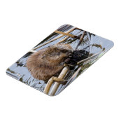 VS, Nebraska. Bever Magneet (Linkerzijde)