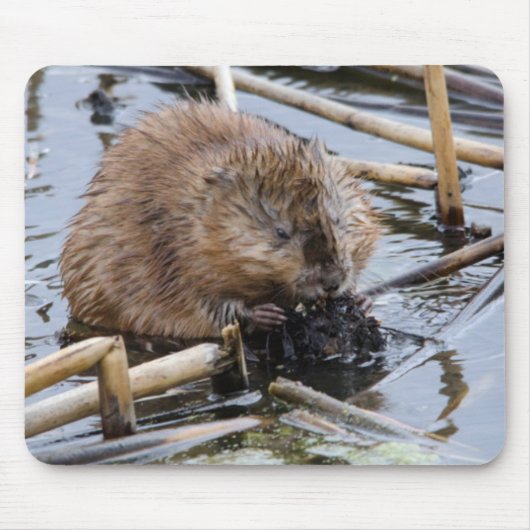 VS, Nebraska. Bever Muismat (Voorkant)
