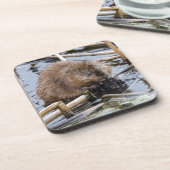 VS, Nebraska. Bever Onderzetter (Linkerzijde)