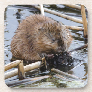 VS, Nebraska. Bever Onderzetter