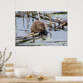 VS, Nebraska. Bever Poster (Keuken)