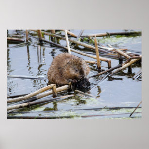 VS, Nebraska. Bever Poster