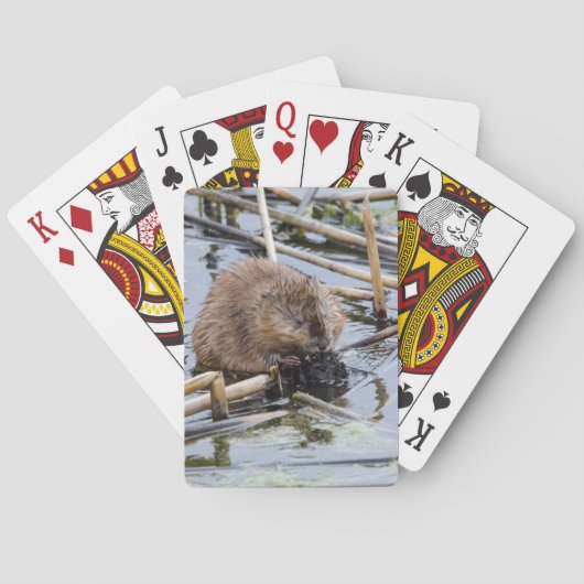 VS, Nebraska. Bever Speelkaarten (Achterkant)