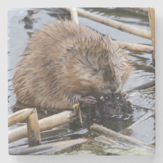 VS, Nebraska. Bever Stenen Onderzetter (Voorkant)