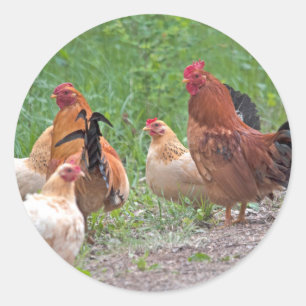 VS, Nebraska. Kippen Ronde Sticker