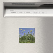 VS, New England, Massachusetts, Boston, 3 Magneet (Insitu (Vaatwasser))