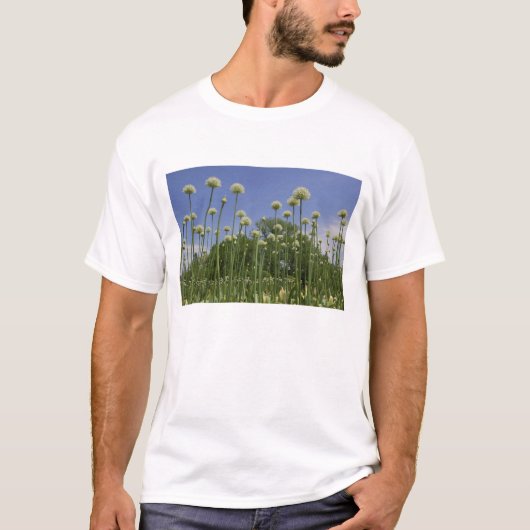 VS, New England, Massachusetts, Boston, 3 T-shirt (Voorkant)