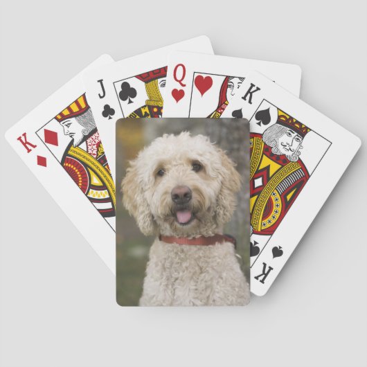 VS, New England, Massachusetts, Reading, Pokerkaarten (Achterkant)