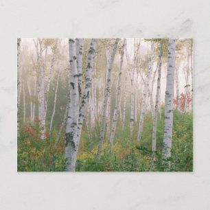 VS, New Hampshire. Berkenbomen in klarende mist Briefkaart