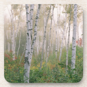 VS, New Hampshire. Berkenbomen in klarende mist Drankjes Onderzetter