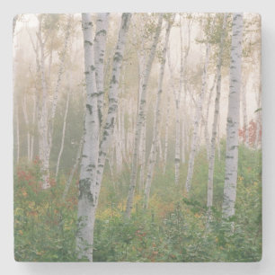 VS, New Hampshire. Berkenbomen in klarende mist Stenen Onderzetter