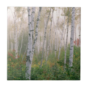 VS, New Hampshire. Berkenbomen in klarende mist Tegeltje