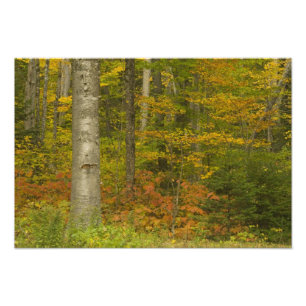 VS, New Hampshire, Livermore, White Mountain Foto Afdruk