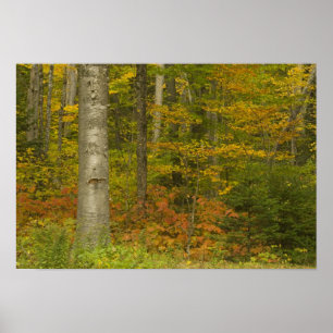 VS, New Hampshire, Livermore, White Mountain Poster
