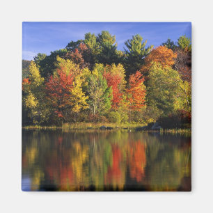 VS, New Hampshire, Moultonborough. Bomen in Magneet