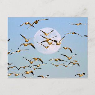 VS, New Mexico, Bosque del Apache Briefkaart