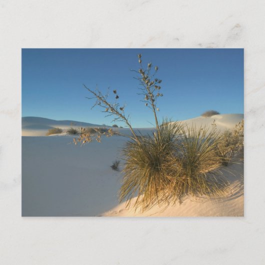 VS, New Mexico, White Sands National 3 Briefkaart (Voorkant)