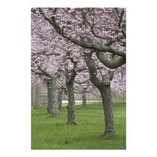 VS, New York, East Hampton. Kersenbomen in Foto Afdruk