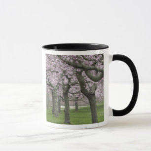 VS, New York, East Hampton. Kersenbomen in Mok
