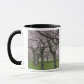 VS, New York, East Hampton. Kersenbomen in Mok (Links)