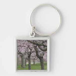 VS, New York, East Hampton. Kersenbomen in Sleutelhanger
