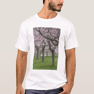 VS, New York, East Hampton. Kersenbomen in T-shirt