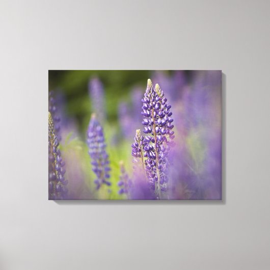 VS, Noordoost-Minnesota, nabij Silver Bay, Canvas Afdruk (Voorkant)