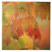 VS, noordoosten, Maple Leaves in Rain. Krediet als Tegeltje (Voorkant)