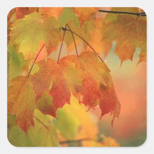 VS, noordoosten, Maple Leaves in Rain. Krediet als Vierkante Sticker (Voorkant)