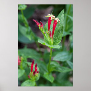 VS, North Carolina, Asheville. Indische roze Poster