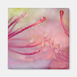 VS, North Carolina. Catawba rododendron met Magneet
