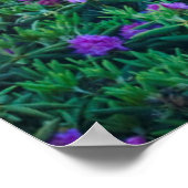 VS, North Carolina. Catawba rododendrons Poster (Hoek)